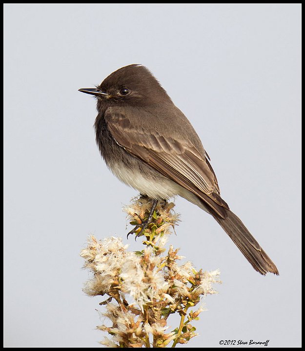 _2SB9407 black phoebe.jpg